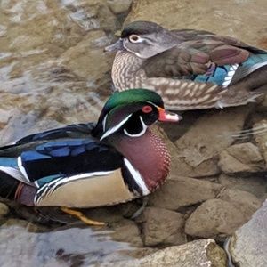 Meet your Posher, Nichya